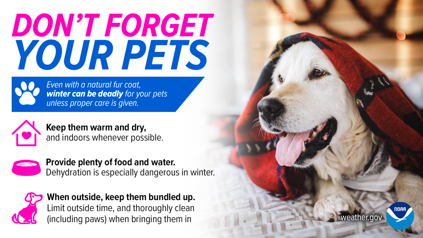 Image of a happy dog under a blanket with tips on keeping your pets indoors, leaving sufficient food and water, and keeping them bundled up during cold weather.