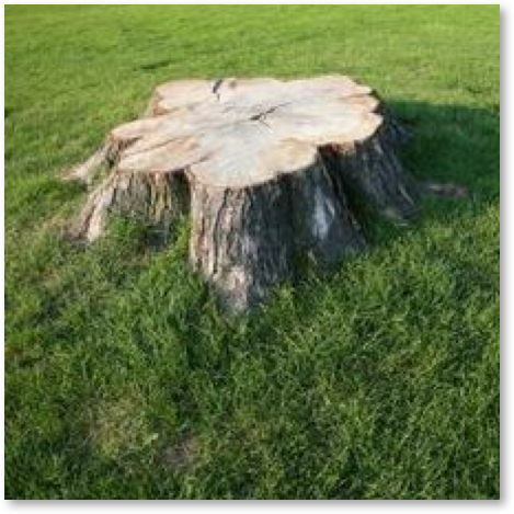 tree stump